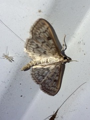 Herpetogramma pertextalis