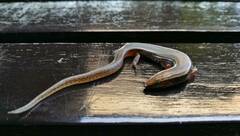 Subdoluseps bowringii