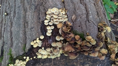 Hypholoma fasciculare