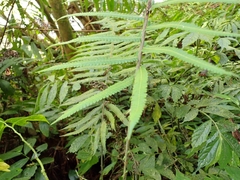 Sphaerostephanos taiwanensis