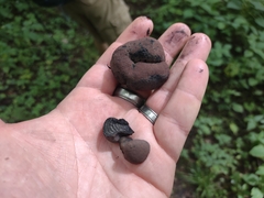 Daldinia childiae