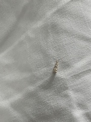 Microcrambus elegans