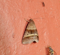Ozarba punctigera