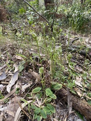 Pterostylis curta
