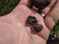 Daldinia childiae