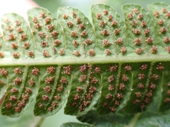 Sphaerostephanos taiwanensis