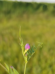 Vicia sativa nigra