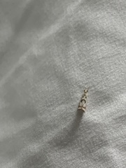 Microcrambus elegans