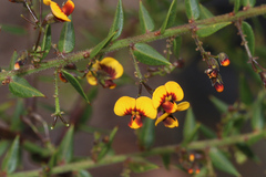 Daviesia umbellulata