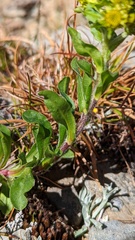 Solidago multiradiata