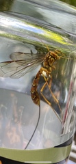 Megarhyssa greenei