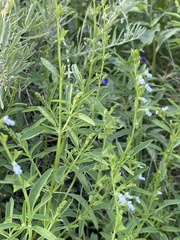Salvia reflexa