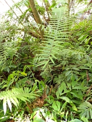 Sphaerostephanos taiwanensis