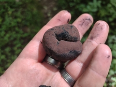 Daldinia childiae