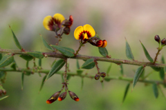 Daviesia umbellulata