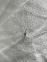 Microcrambus elegans