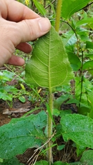 Helianthus atrorubens