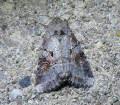 Trichordestra legitima