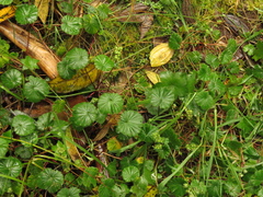 Alchemilla orbiculata