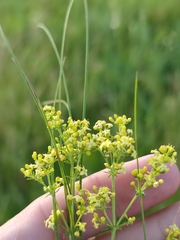 Galium × pomeranicum
