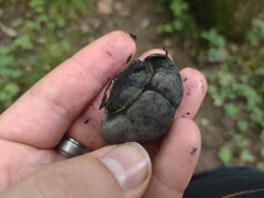 Daldinia childiae