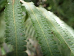 Sphaerostephanos taiwanensis