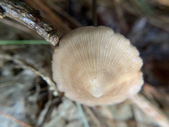 Nolanea