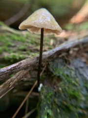 Nolanea