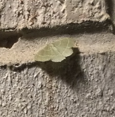 Chlorochlamys phyllinaria