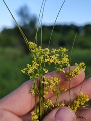 Galium × pomeranicum