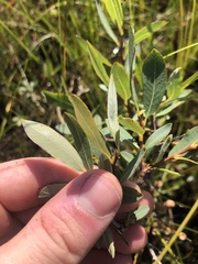 Salix pedicellaris