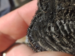 Daldinia childiae