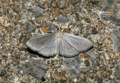 Margaroniini