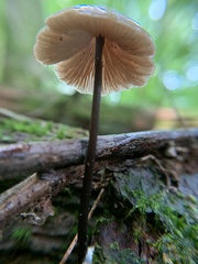 Nolanea