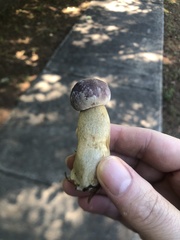 Tylopilus rubrobrunneus