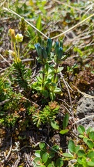 Gentiana glauca