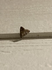 Eubolina impartialis