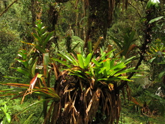 Guzmania gloriosa