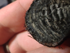 Daldinia childiae