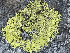 Rhizocarpon