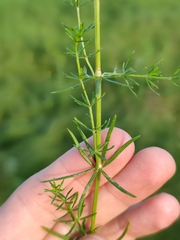 Galium × pomeranicum