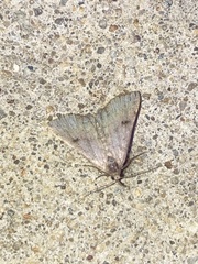 Bleptina caradrinalis