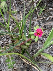 Portulaca amilis