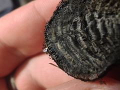 Daldinia childiae