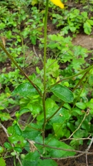 Helianthus atrorubens
