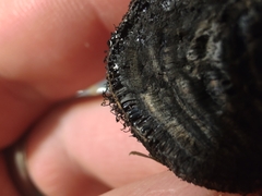 Daldinia childiae