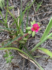 Portulaca amilis