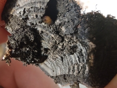 Daldinia childiae