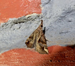 Hypena laceratalis