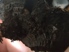 Daldinia childiae